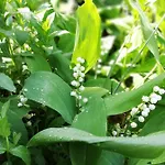 дом бакалски-кмета Gæstehus 3*
