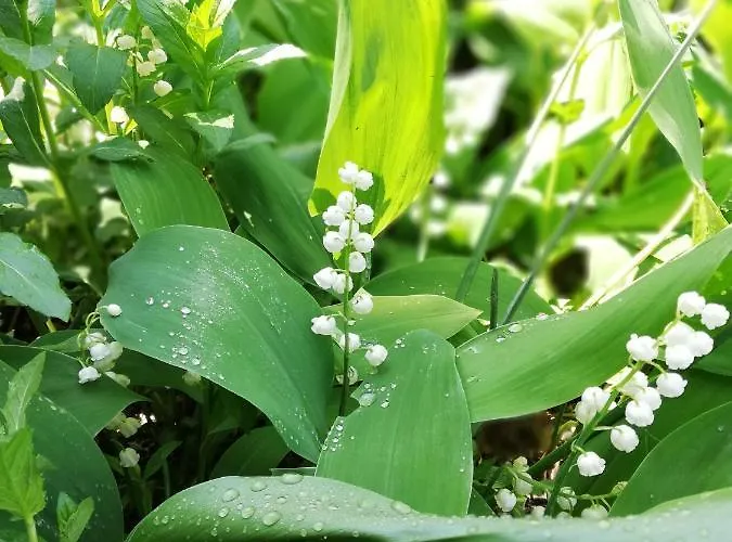 дом бакалски-кмета Guest house 3*